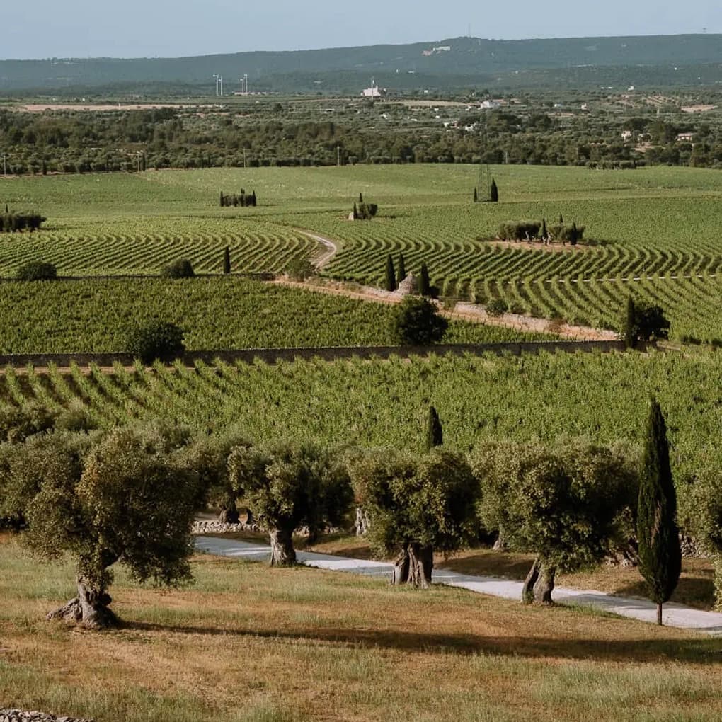 3 Local Vineyards to Visit: A Curated Guide